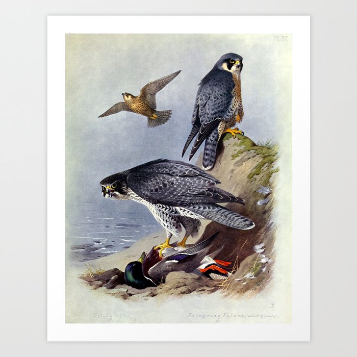 Gyr Falcon and Peregrine Falcon by Archibald Thorburn, 1915