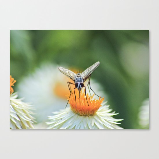Bug on a flower Canvas Print