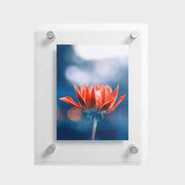 Red Beauty In Blue Floating Acrylic Print