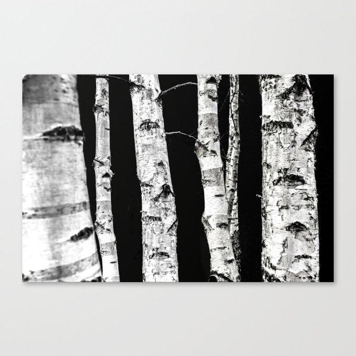 Birch Trees Canvas Print By Maboe Society6