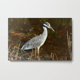 Young And Beautiful Metal Print | Waddingbird, Photo, Water, Everglades, Bird, Color, Digital, Heron, Yellowcrownednightheron, Feather 