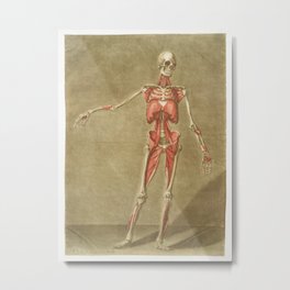 Vintage Anatomical Print - d'Agoty, 1760s - Human Muscles and Skeleton, Front 4 Metal Print