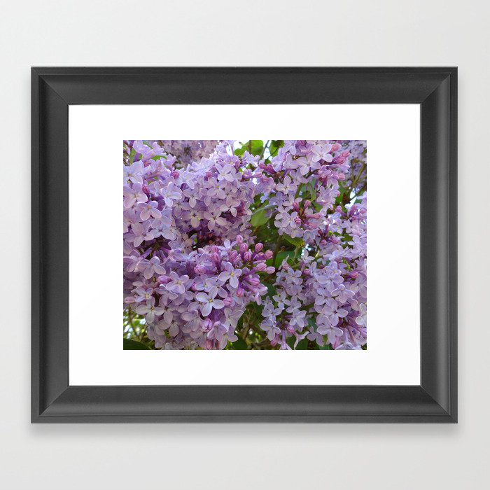 Lilac ~ Periwinkle Framed Art Print