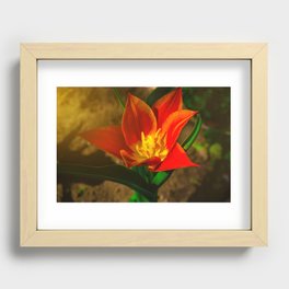 Red flower in the morning sun Recessed Framed Print