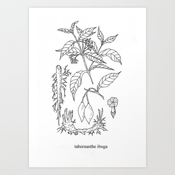 tabernanthe iboga Art Print