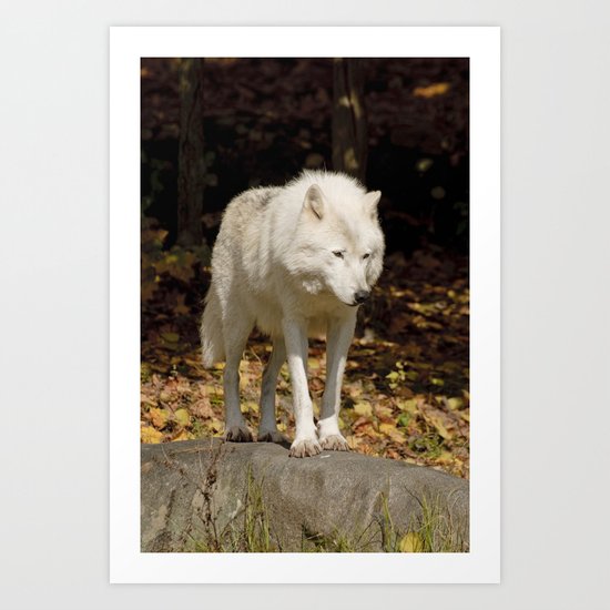 Peering Art Print
