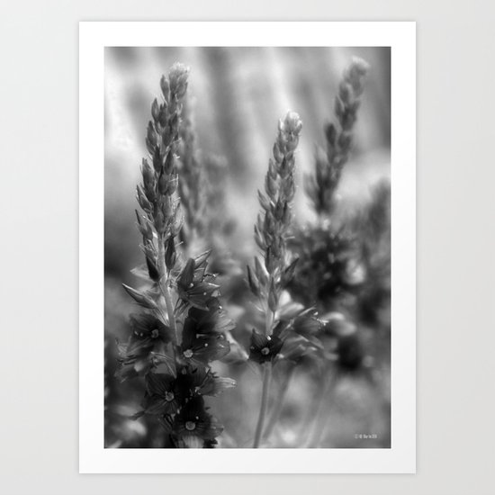 Brilliantly Blue Flowers... In Black and White Art Print