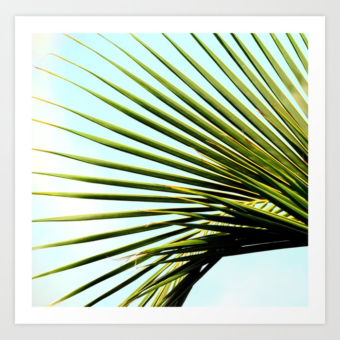 Palm frond Art Print
