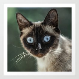 Biggest Blue Eyes! Precious Feral Cat Sends Love   Art Print