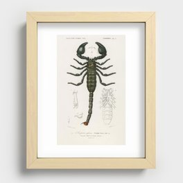 The Emperor Scorpion (Buthus Afer) illustrated by Charles Dessalines D' Orbigny (1806-1876). Recessed Framed Print