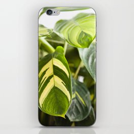 Ctenanthe Golden Mosaic  |  The Houseplant Collection iPhone Skin