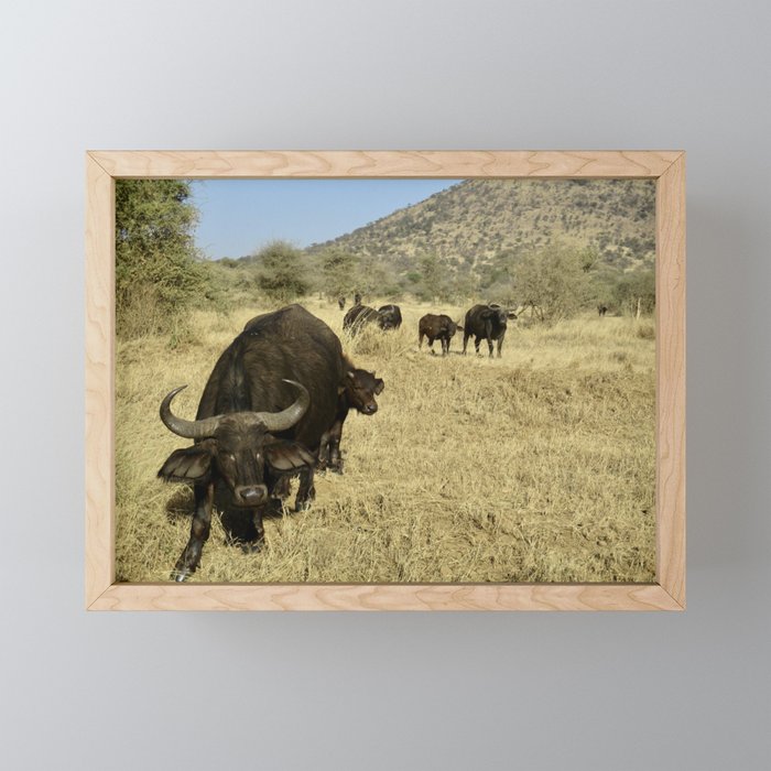 African Buffalo  Framed Mini Art Print
