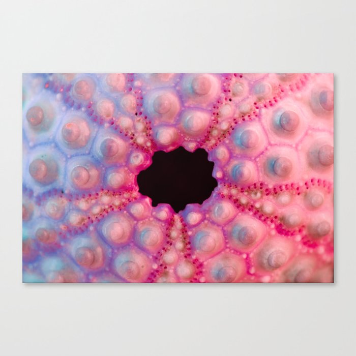Pastel Urchin Canvas Print