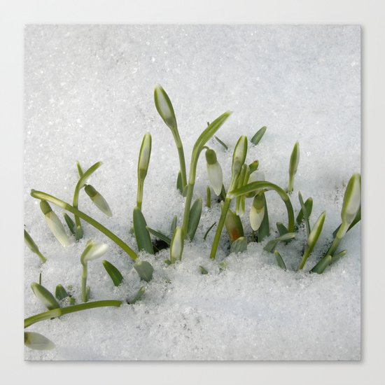 snowdrop II Canvas Print