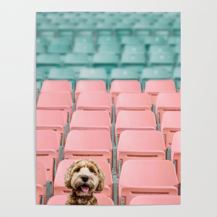 Labradoodle Sitting in Stadium Poster