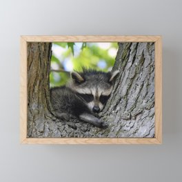 Baby Raccoon Asleep in a Tree Framed Mini Art Print