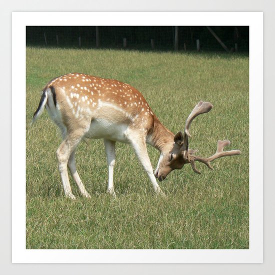 deer, roe deer, Art Print