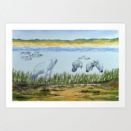 Manatees In The Gulf Of Mexico Art Print