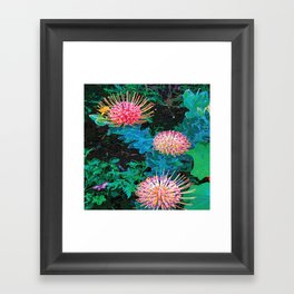 Exotic Pincushions Framed Art Print