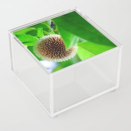 Exotic Kadamba flower from India #3 Acrylic Box