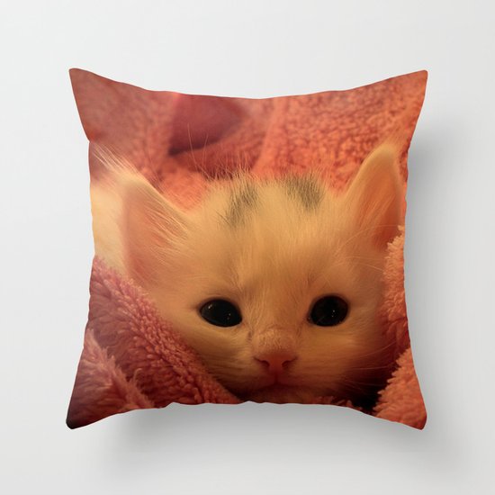kitten on pillow