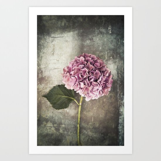 Hydrangea Art Print