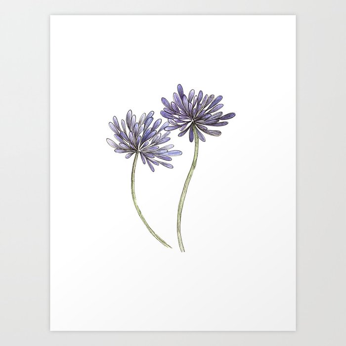 Purple Agapanthus Flower painting Art Print