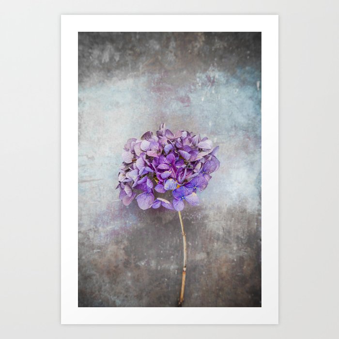 Beautiful Lilac Hydrangea Art Print