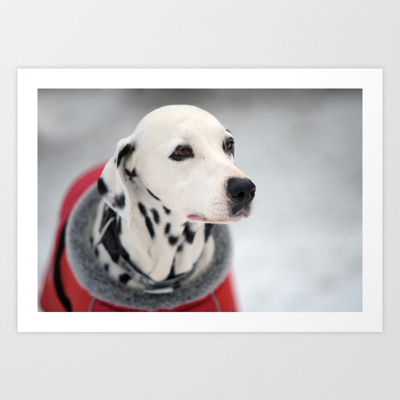 Portrait Of Beautiful Dalmatian Dog Art Print By Jennyrainbow Society6
