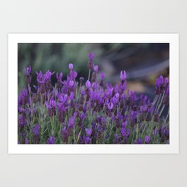 Lavender Plants Blooming  Art Print
