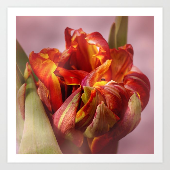 Tulip yellow and red colored Art Print