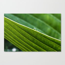 on the edge of a leaf Canvas Print