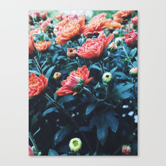 Lookin' up Canvas Print