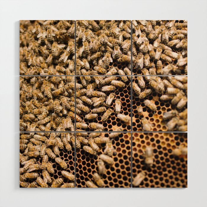 beekeeping composition no.1 Wood Wall Art