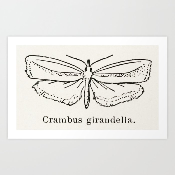 Girard's Grass-veneer Moth (Crambus girandella) from Moths and butterflies of the United States (190 Art Print
