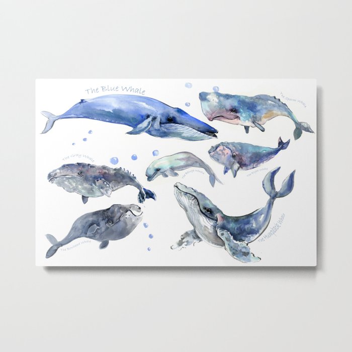 Whales Whale Design Wall Art Sea Marine Aquatic Animal School Learning Metal Print By Sureart Whales Whale Design Wall Art Sea Marine Aquatic Animal School Learning Metal Print By Sureart