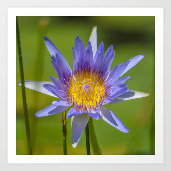waterlilly Art Print