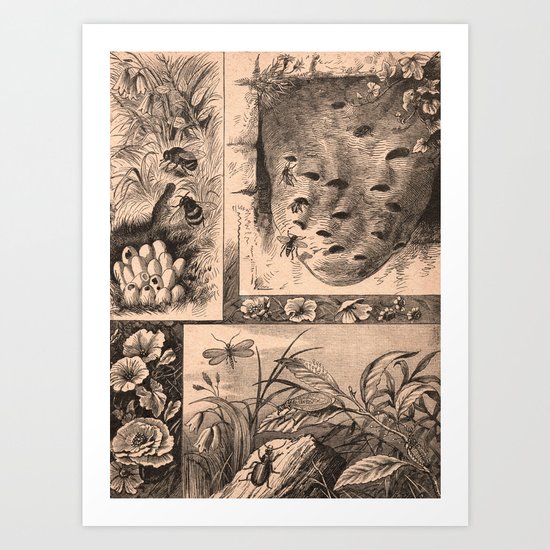 The Natural World (Vintage) Art Print