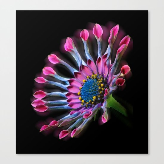Tropical Daisy Canvas Print