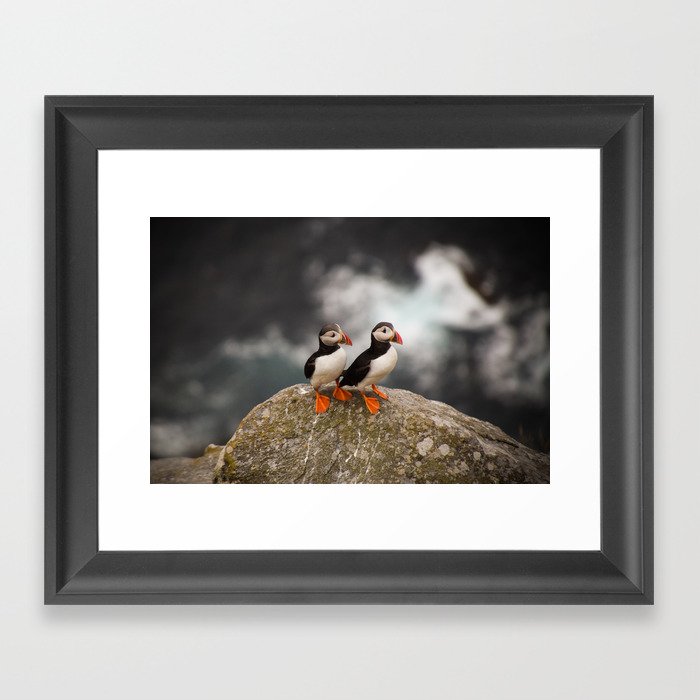 Puffins, Wildlife bird photography Framed Art Print