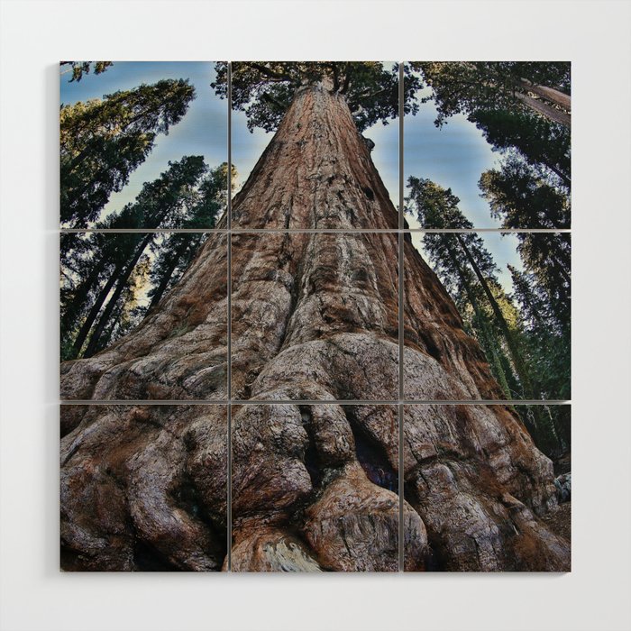 Redwood big; redwoods of California; John Muir woods giant trees nature landscape color photograph / photography Wood Wall Art