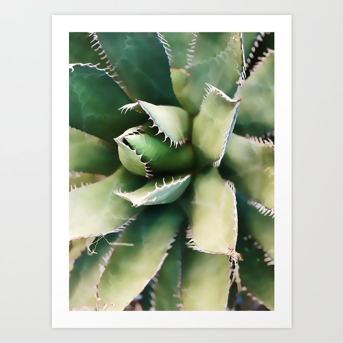 Cactus Close-Up Art Print