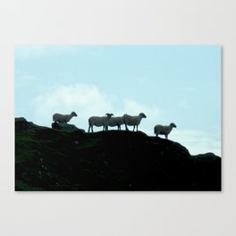 Galway Sheep Canvas Print