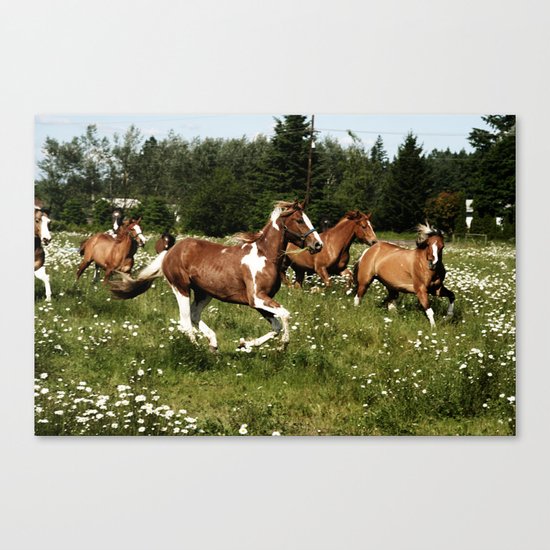 Spring Horse Run Canvas Print