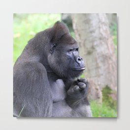 Gorilla 519-2 Metal Print | Wonderful, Gorilla, Amazing, Great, Strong, Photo, Nature, Animal, Awesome, Primate 