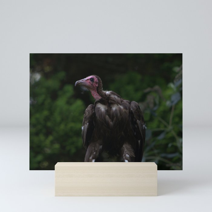 Vulture - Charity Proceeds Mini Art Print