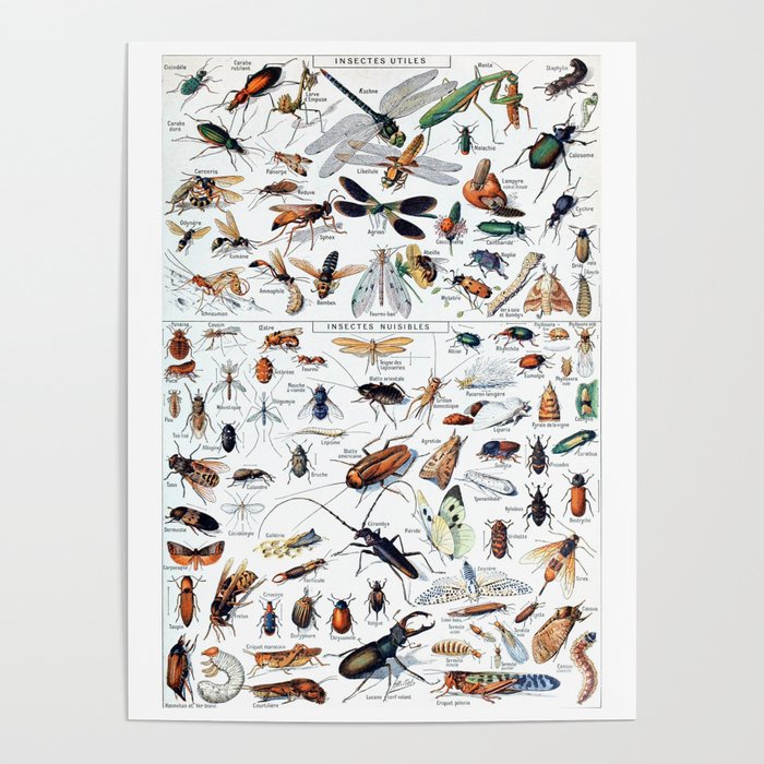 Insect Identification Chart