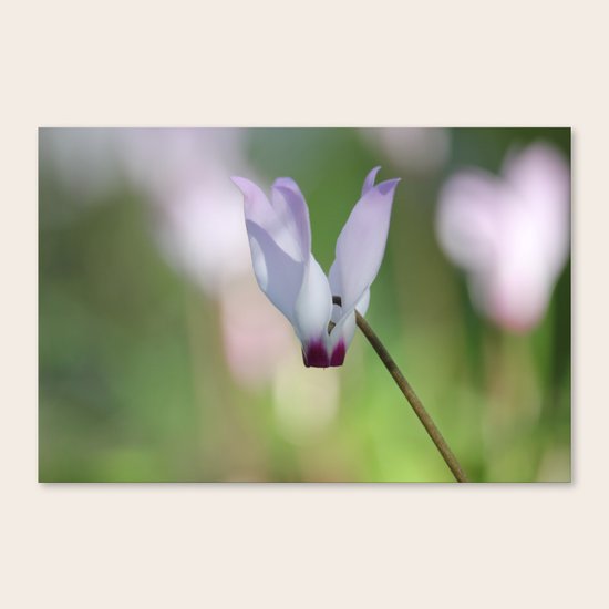 The Saint Canvas Print