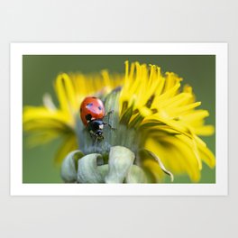 Ladybug on pollen runway Art Print