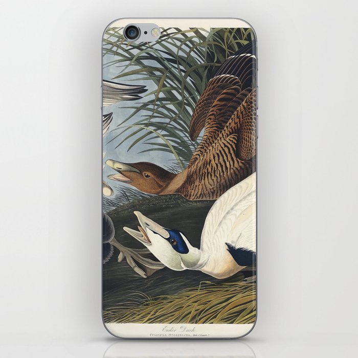 Eider Duck from Birds of America (1827) by John James Audubon, etched by William Home Lizars iPhone Skin
